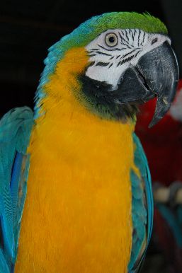 Gros plan sur le tronc et la tête d'un ara bleu et jaune.