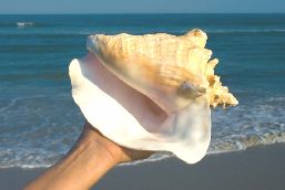 A Queen Conch is held at arm's length on the sea shore. 