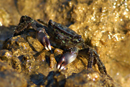 A Green Crab stands immobile on a stone above water and faces the camera.