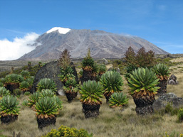 Paysage de savane africaine avec le mont Kilimandjaro en arrière plan.