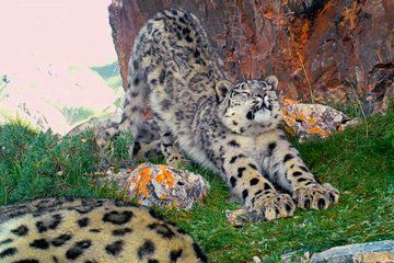 Rare Treat: 3 Snow Leopards Frolic and Snuggle on Camera