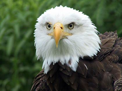 Close-up of the head of a Bald Eagle staring at the camera. 