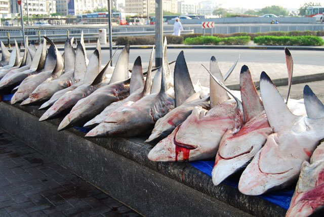 Des carcasses de requin sanguignolantes sont alignées les unes à côté des autres sur un quai.