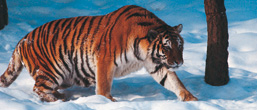 Un tigre de l'Amour de profil avance dans la neige.