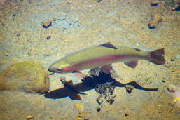 A Rainbow Trout in shallow waters viewed from above. 
