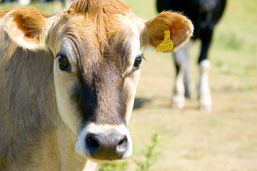 Close-up of the head of a cow facing the camera; another cow moves closer in the background.